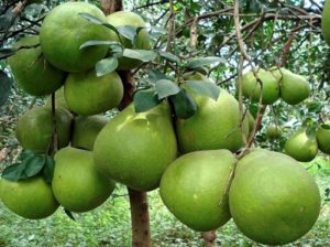 Mơ thấy bưởi đánh con gì