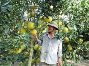 Mơ thấy tay cầm bưởi