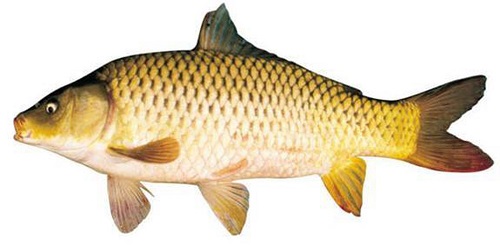 Mơ cá chép đánh con gì
