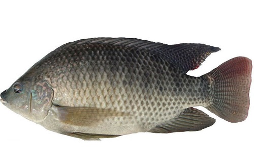 Mơ cá rô phi đánh con gì